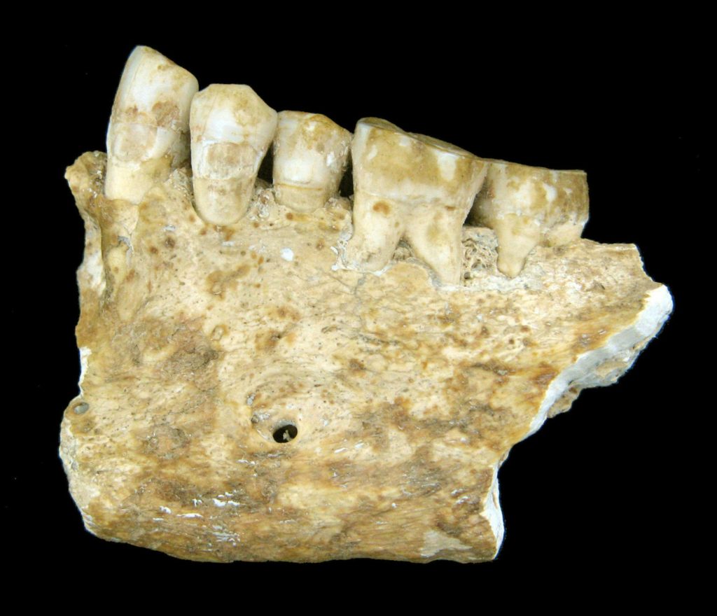 Denti fossilizzati