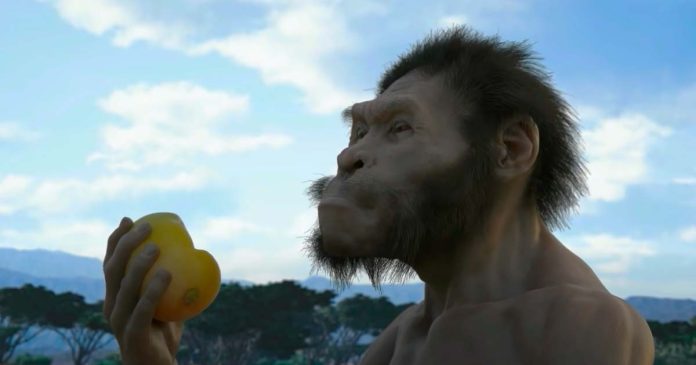 Homo naledi: un nuovo studio sfida le teorie precedenti