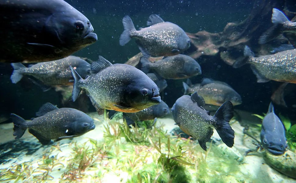 I piranha viaggiano in branco per proteggersi, piuttosto che per cacciare.  (Credito immagine: Oli Scarff / Staff tramite Getty Images)
