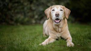 Loy-002: arriva la pillola anti età per cani, Parkinson 