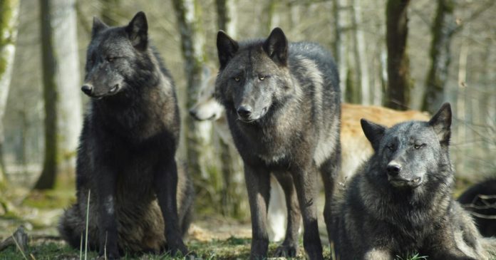 I lupi di Chernobyl sono mutati e hanno imparato a resistere ai tumori