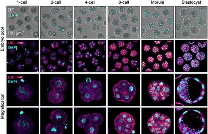 L'antico retrovirus che condiziona lo sviluppo embrionale umano