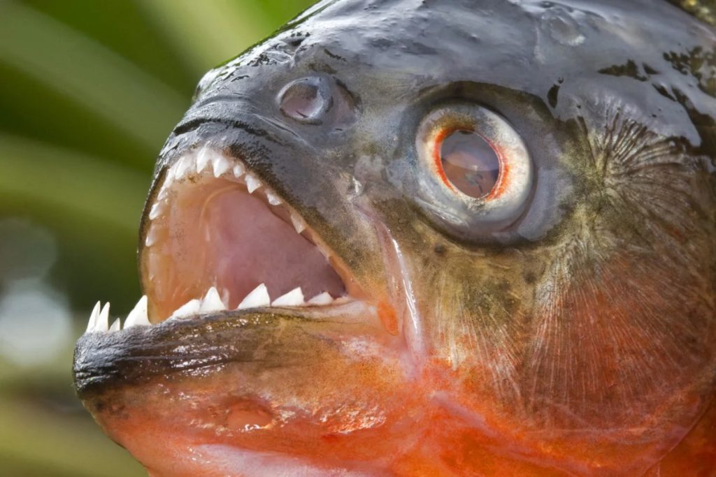 I piranha dal ventre rosso sono spesso associati agli attacchi contro gli umani, ma la loro reputazione mortale è in gran parte non veritiera. (Credito immagine: Sylvain CORDIER / Collaboratore tramite Getty Images)
