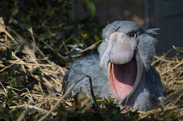 Uccello becco a scarpa