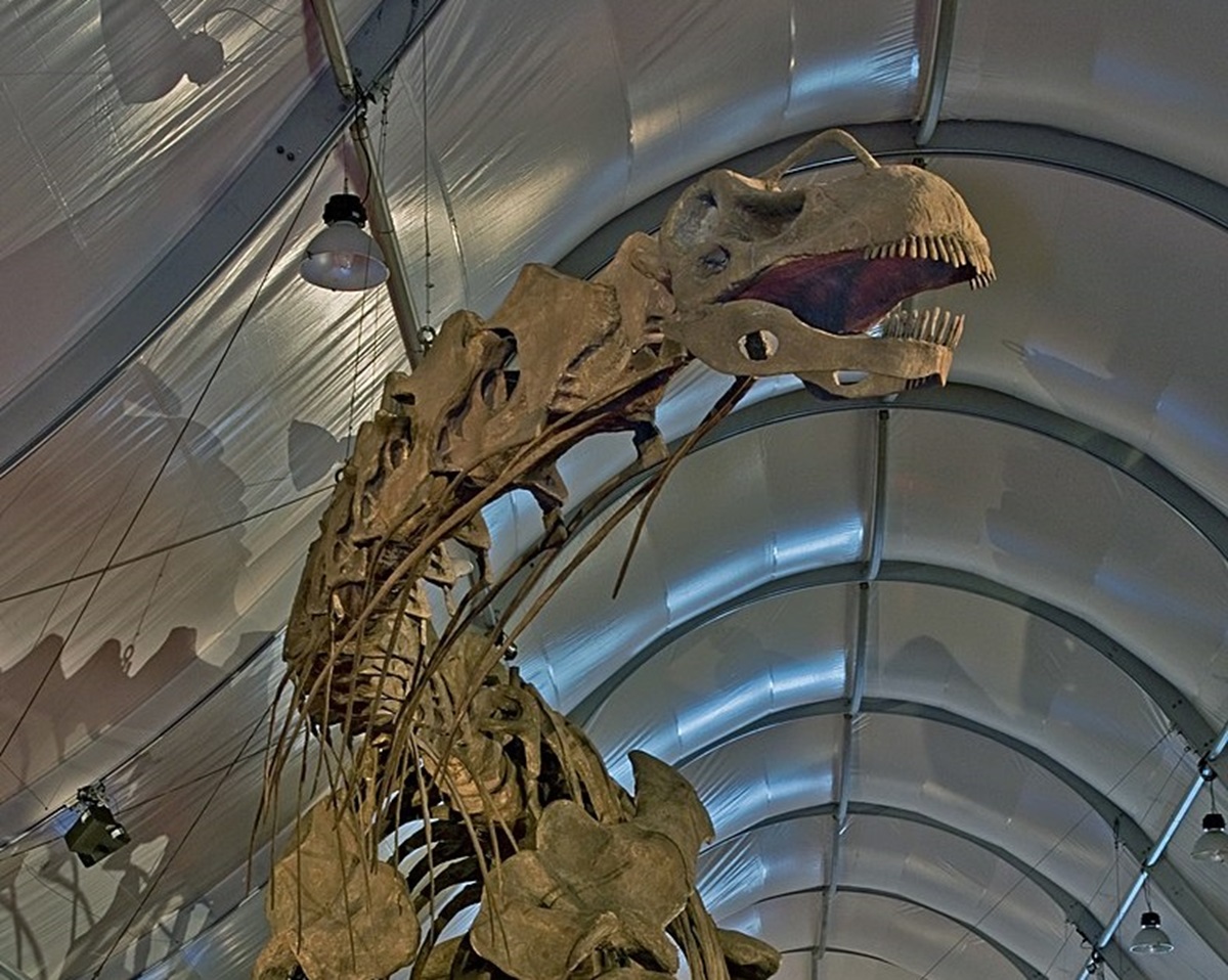 fossile di titanosauro