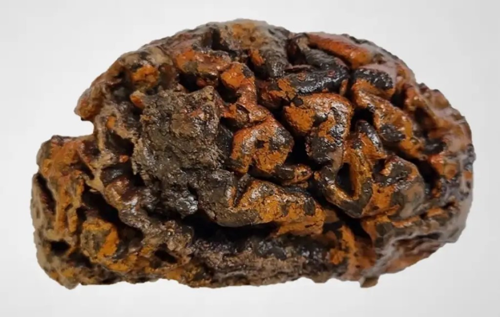 Il cervello di un individuo di 1000 anni ritrovato nel cimitero di una chiesa a Ypres, in Belgio. Le pieghe del tessuto, ancora molle e umido, si colorano di arancione a causa degli ossidi di ferro