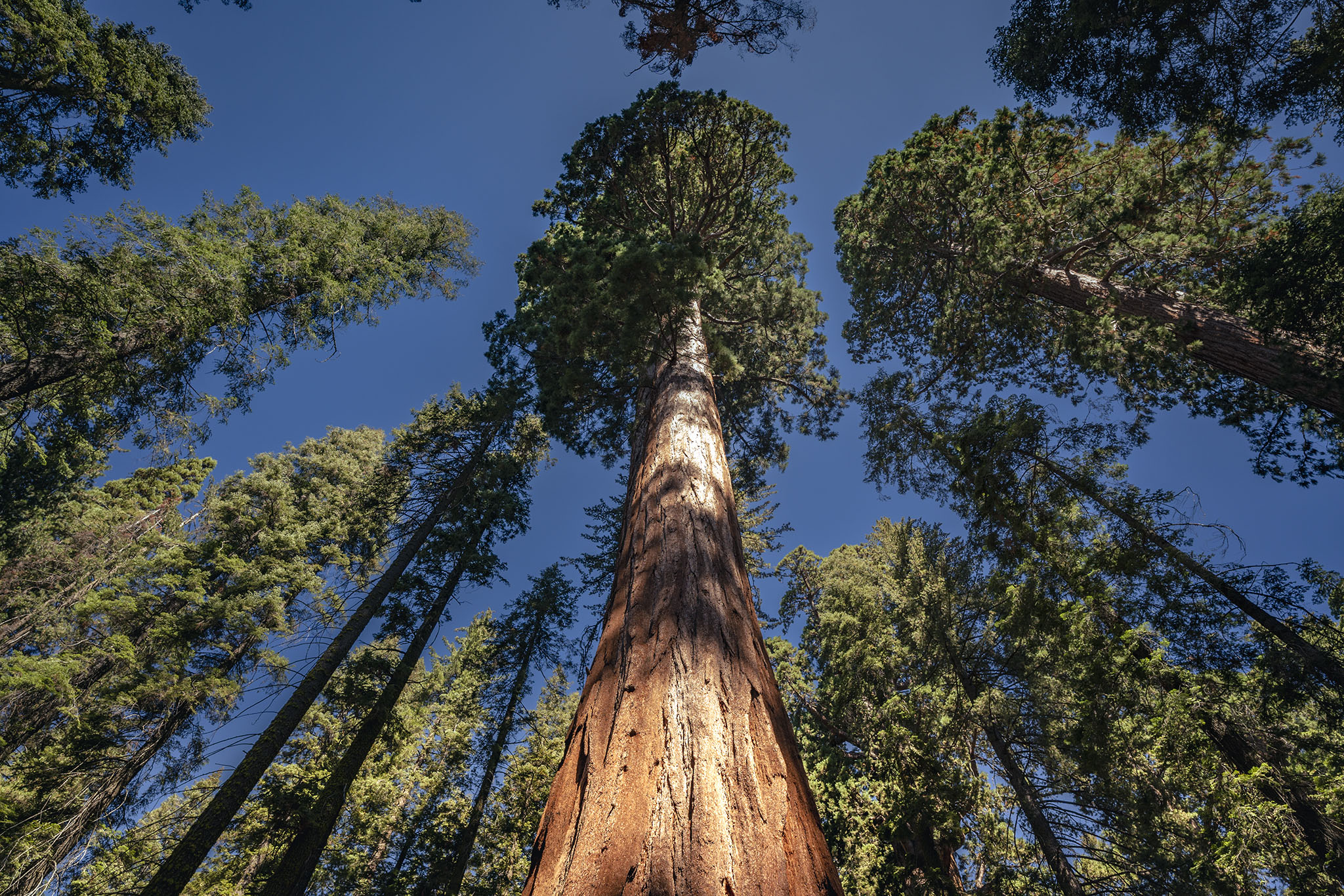sequoie giganti