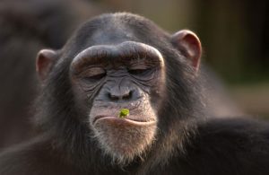 Scimpanzé 