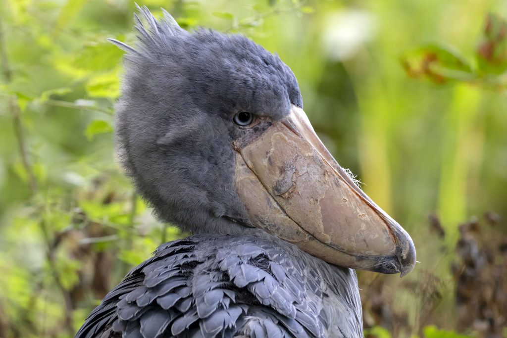 Uccello becco a scarpa