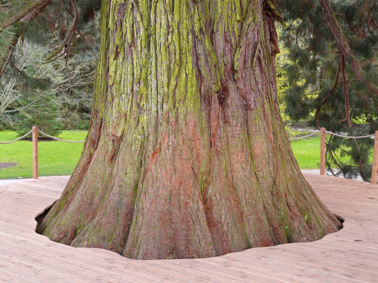 sequoie giganti