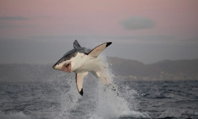 Perché i grandi squali bianchi stanno scomparendo dai mari del Sud Africa?