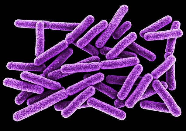 batteri viola
