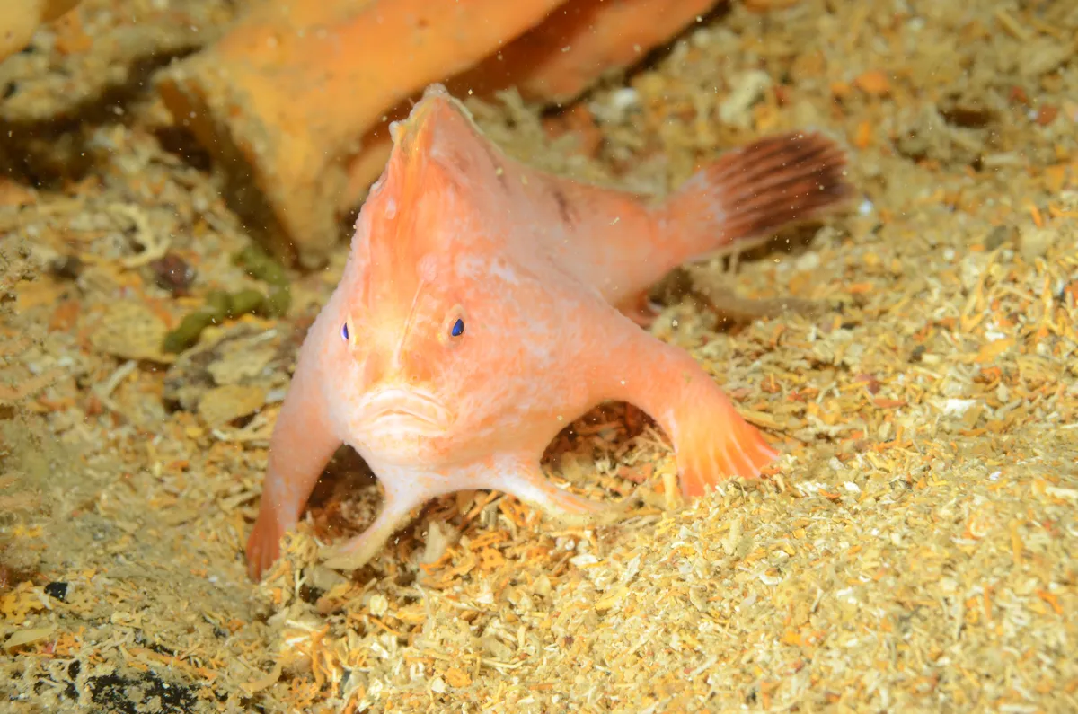 Pesce mano rosa