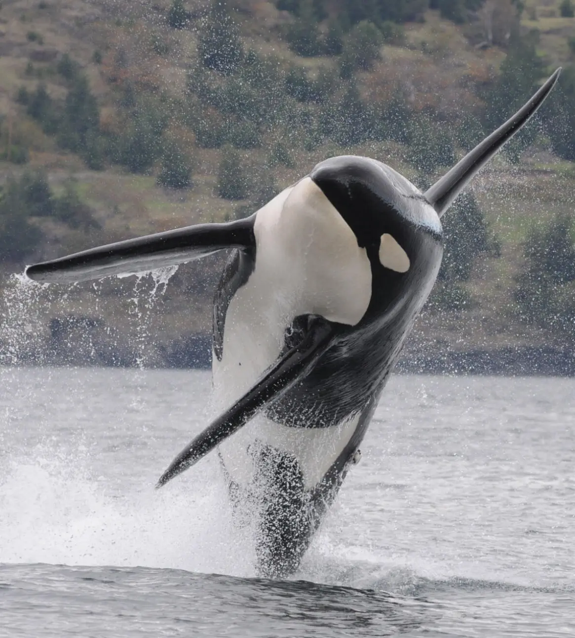 SRKW