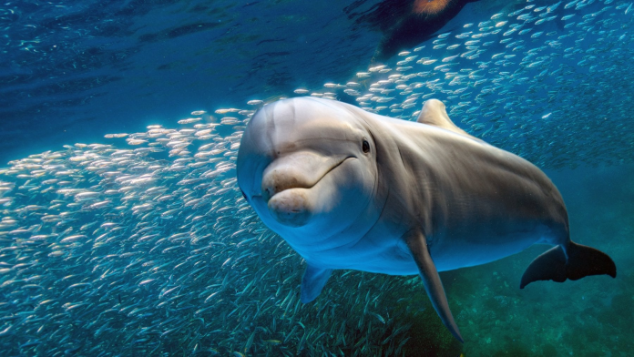 H5N1: primo caso accertato del virus in un delfino