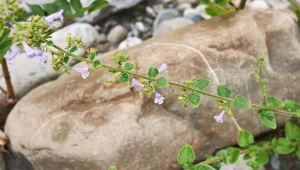 Menta selvatica