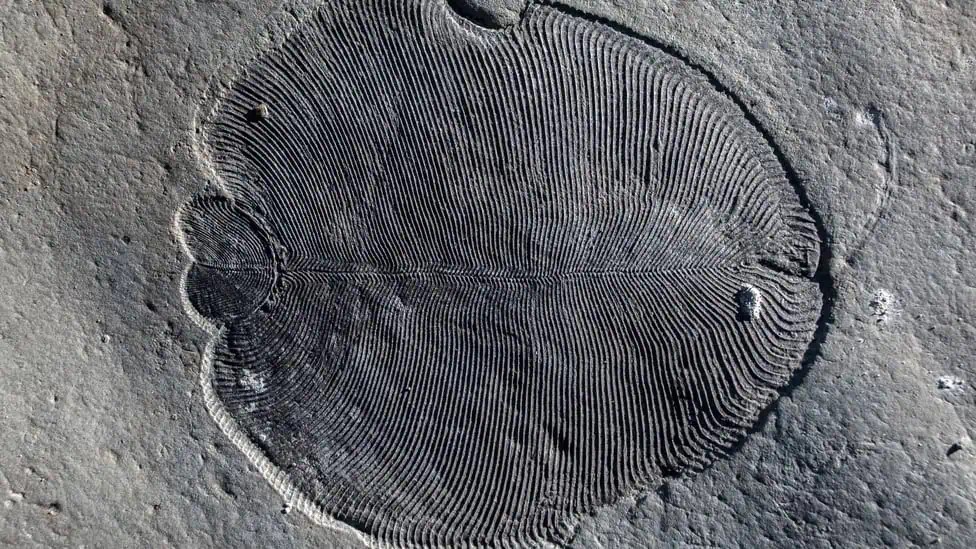Un fossile di Dickinsonia, l'animale più antico del mondo. Crediti: Ilya Bobrovskiy/Università Nazionale Australiana.