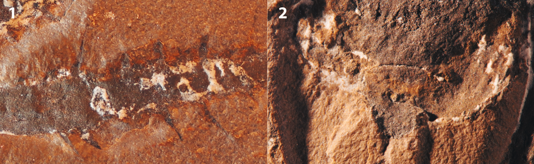 fossile di aracnide spinoso