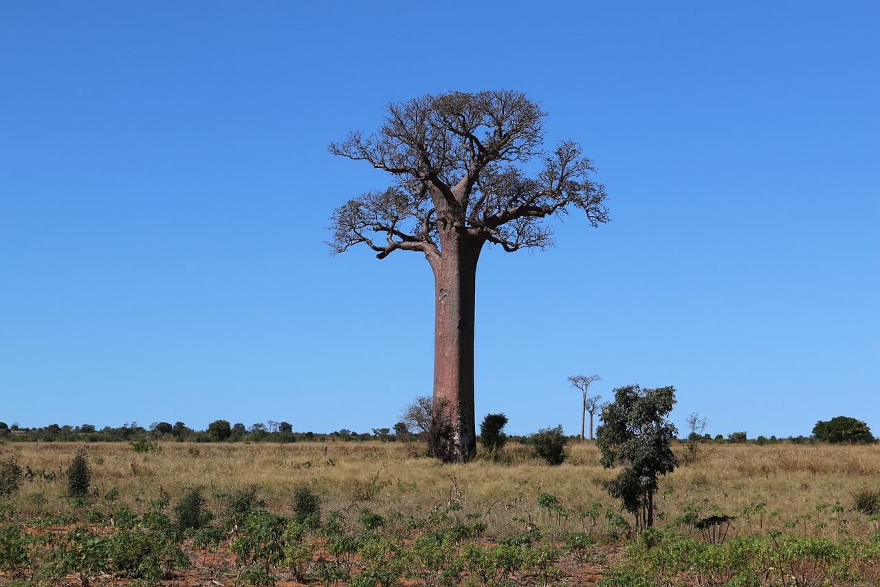 baobab