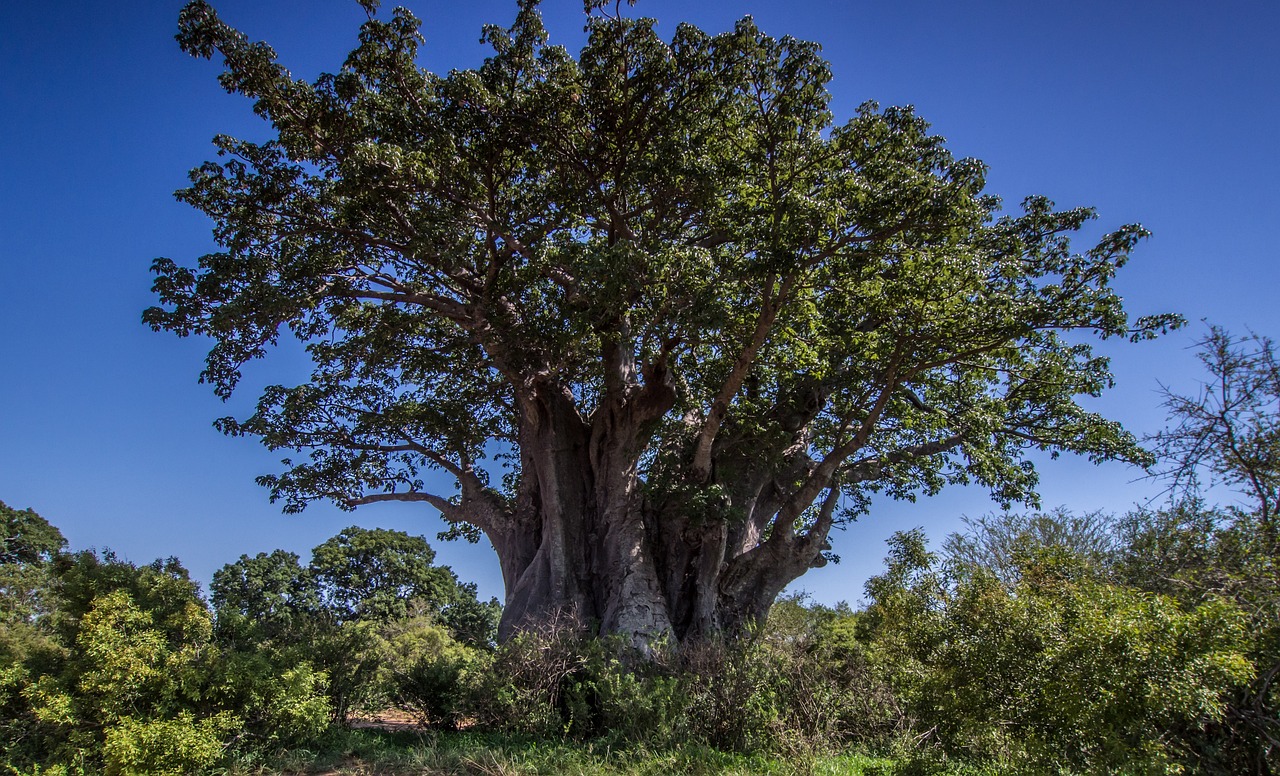 baobab