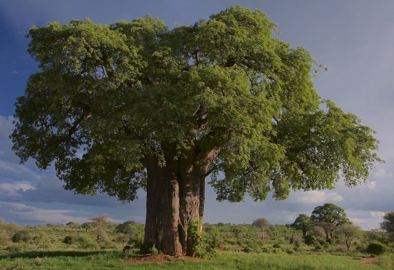 baobab