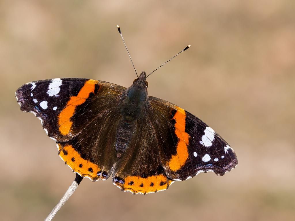 farfalla Vanessa