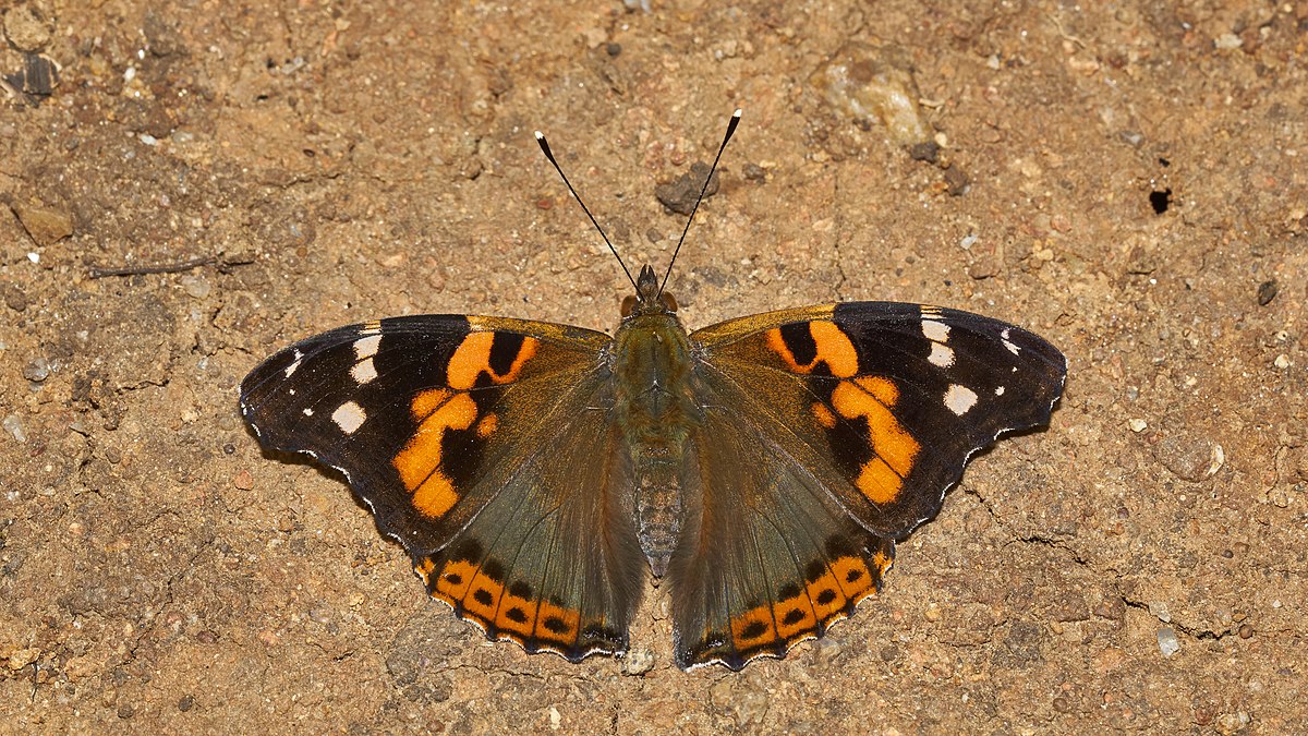 farfalla Vanessa