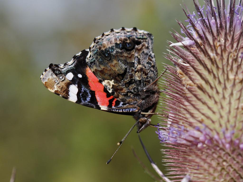 farfalla Vanessa