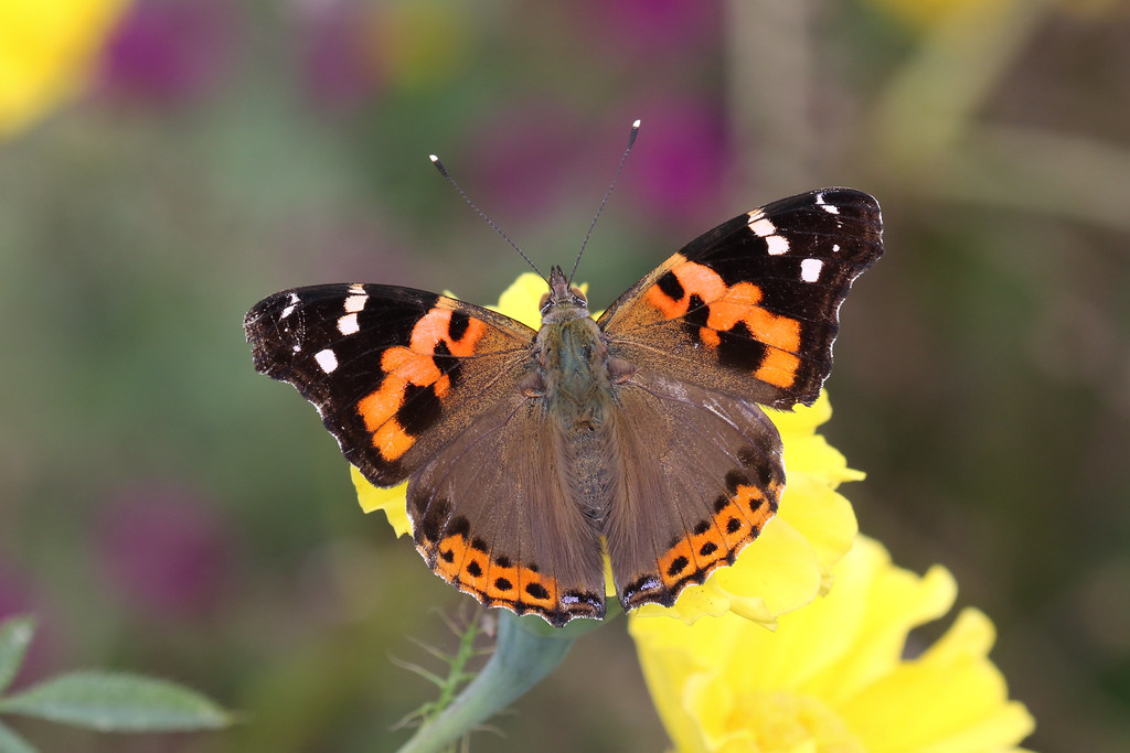 farfalla Vanessa