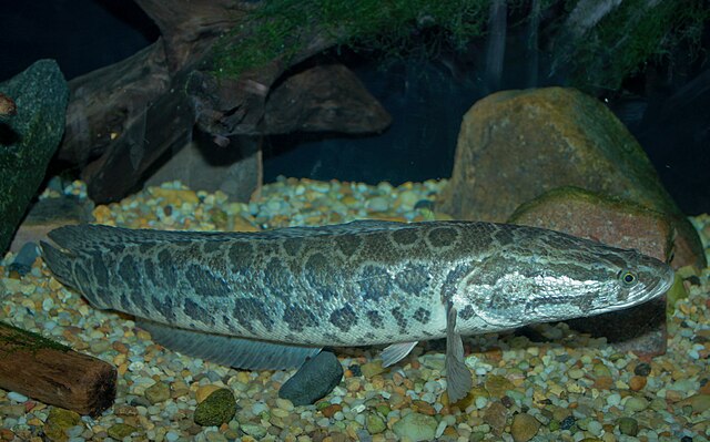 pesce testa di serpente