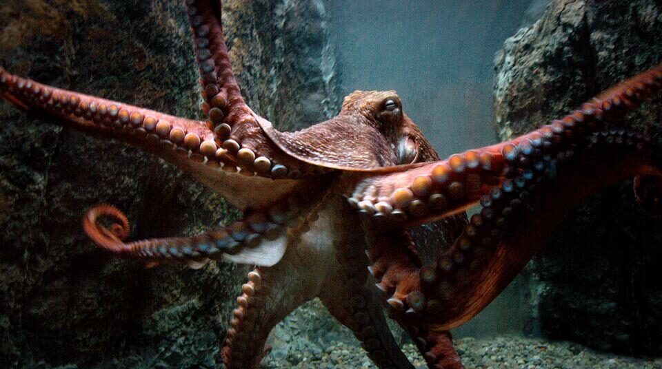 calamaro colossale
