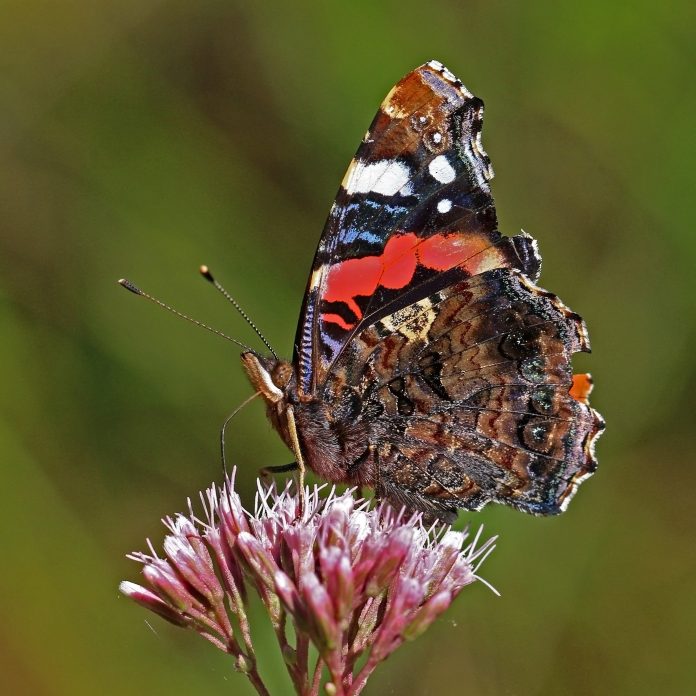 farfalla Vanessa