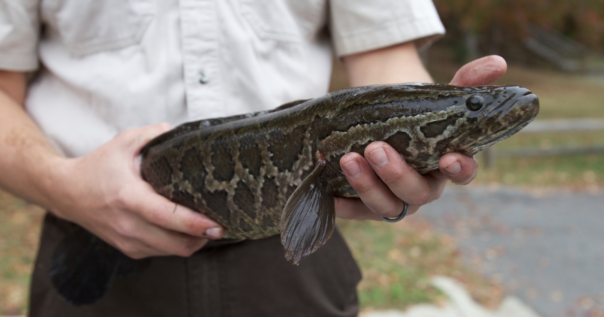 pesce testa di serpente