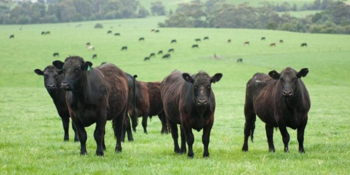 L'Eccellenza dell'Hamburger Gourmet di Black Angus a Torino