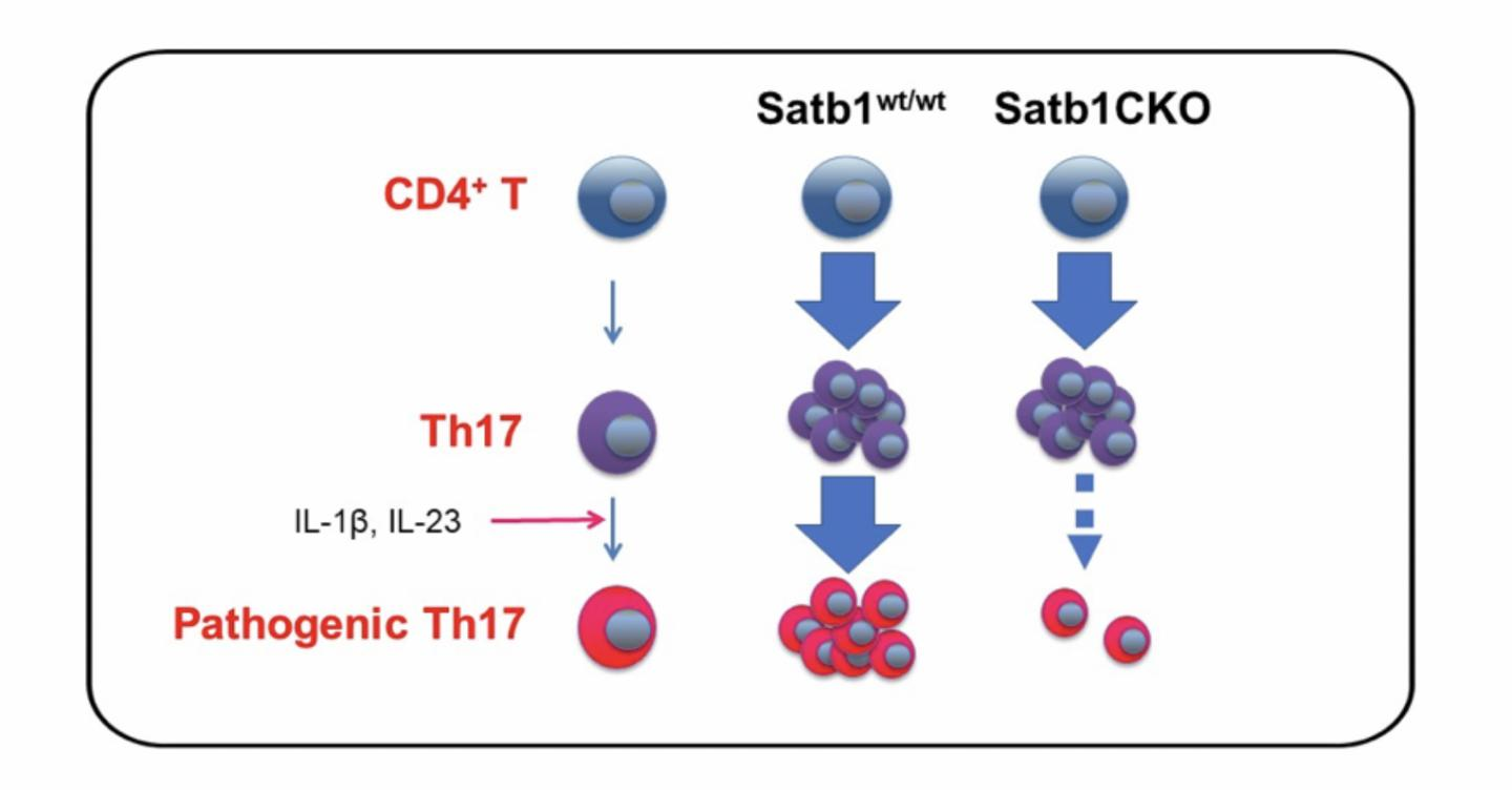 TH17