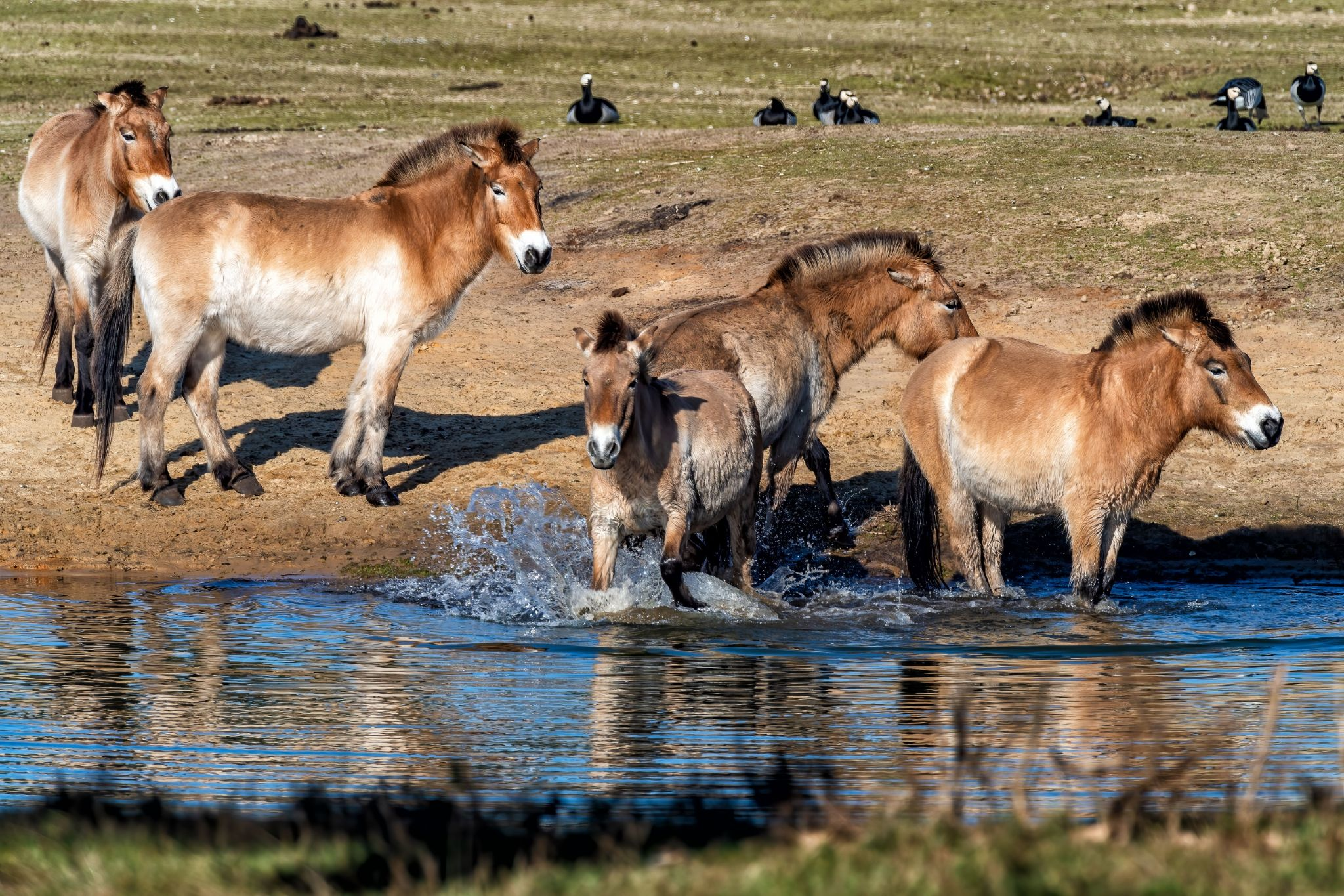 Cavallo di Przewalski