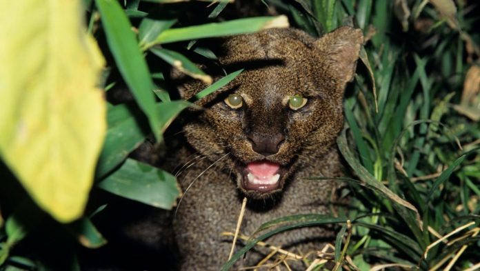 jaguarundi