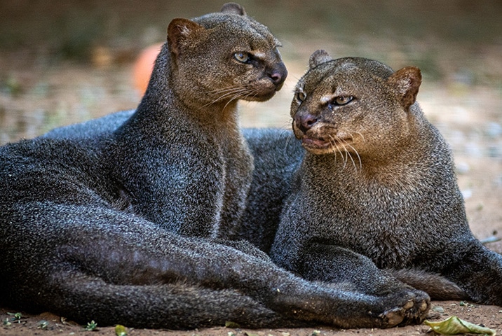 jaguarundi