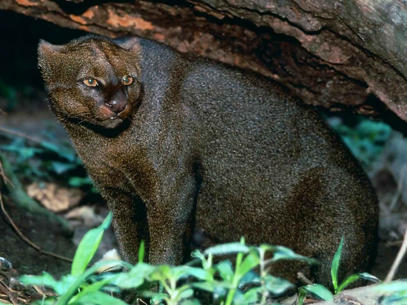 jaguarundi