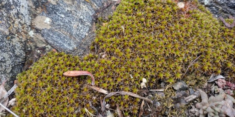 Syntrichia caninervis 750x375 1