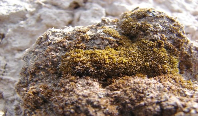 Syntrichia caninervis: il muschio pronto per colonizzare Marte