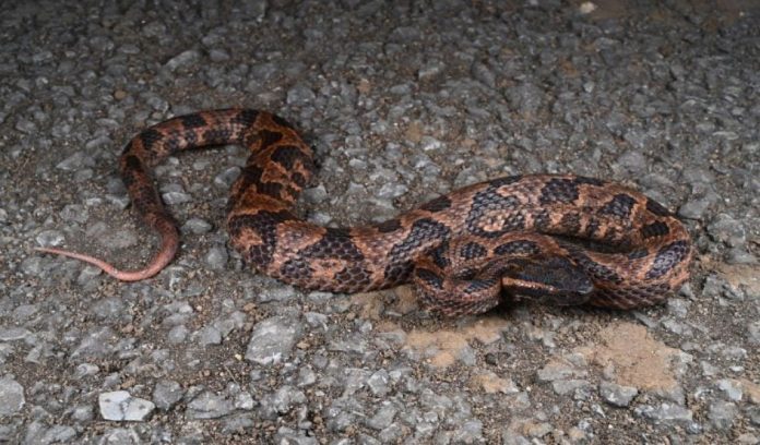 Ovophis jenkinsi: nuova specie di vipera velenosa scoperta in Cina