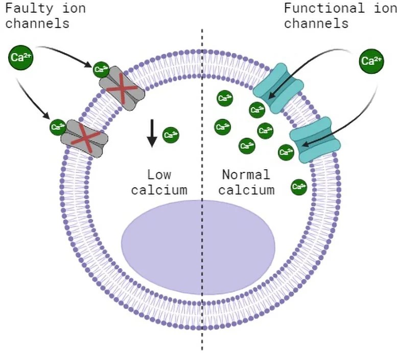 Cellula con canali ionici difettosi e funzionanti. Credito: Griffith University