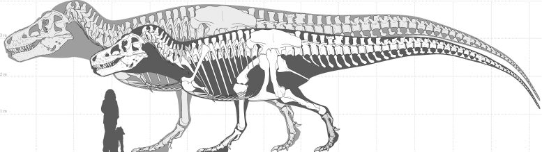 Illustrazione che mostra lo scheletro del più grande scheletro di T. rex attualmente conosciuto (in primo piano) e il più grande possibile T-rex gigante ipotizzato in base alla modellazione al computer. La rappresentazione è tratta dai risultati dello studio del dott. Jordan Mallon e del dott. David Hone. Credito: Mark Witton
