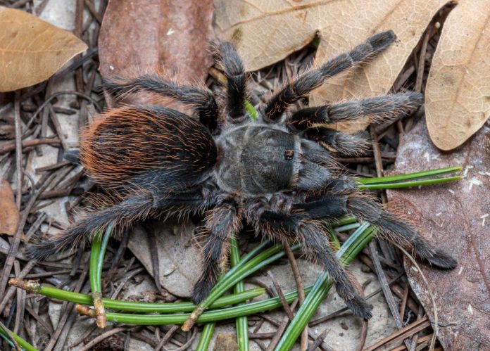 Nuova specie di tarantola scoperta in Arizona