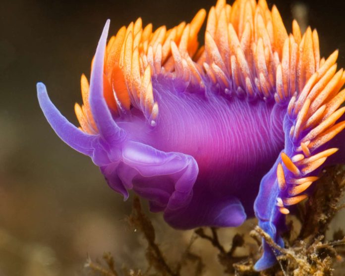 nudibranchi