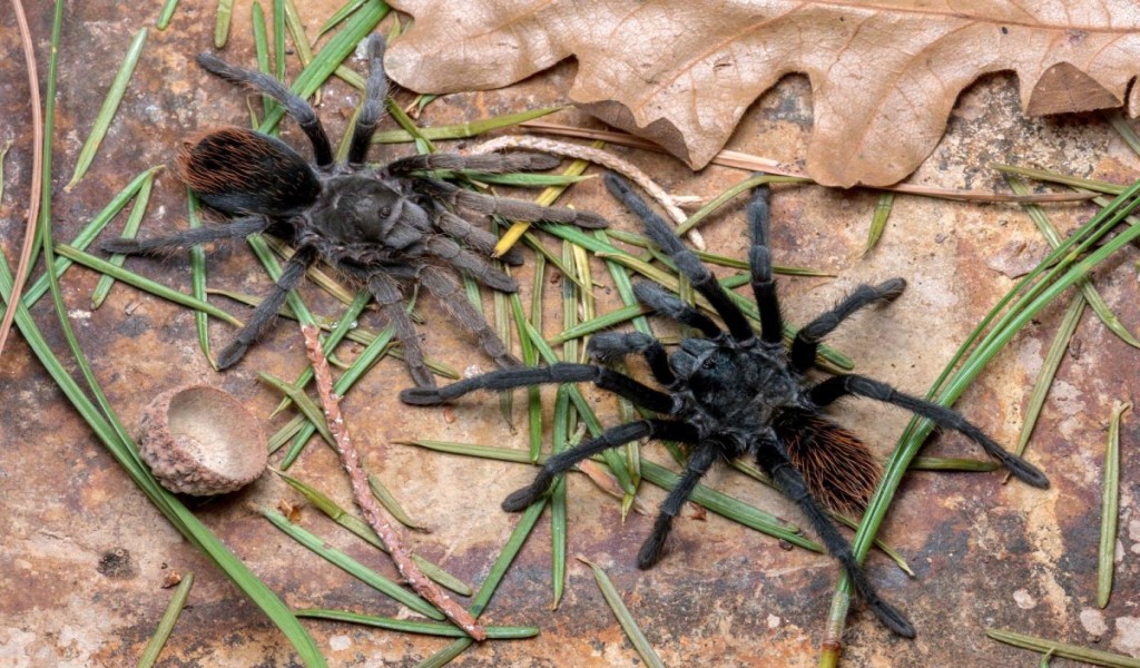 Un maschio e una femmina di Aphonopelma jacobii. Le loro piccole dimensioni sono visibili se confrontate con il cappello della ghianda, gli aghi di pino e la foglia di quercia. Credito: Brent E. Hendrixson
