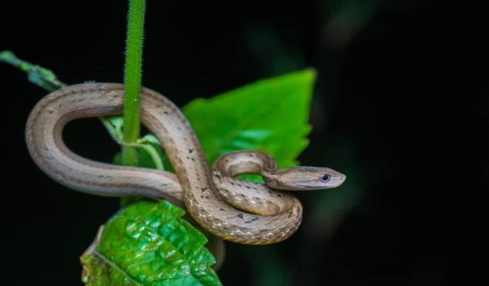 La vipera finta: una nuova famiglia di serpenti