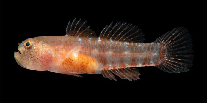 Brontolone nano: scoperta una nuova specie di pesce