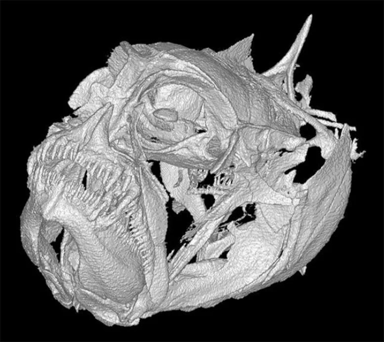 Una scansione TC del cranio di nuovo pesce scoperto: il brontolone nano. Credito: Viktor Nunes Peinemann
